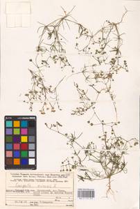 Торица полевая, Торица обыкновенная L., Восточная Европа, Северный район (E1) (Россия)