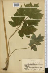 Heracleum sphondylium subsp. sibiricum (L.) Simonk., Восточная Европа, Центральный лесостепной район (E6) (Россия)