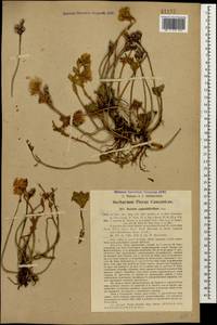 Phedimus spurius subsp. oppositifolius (Sims) L. Gallo, Кавказ, Грузия (K4) (Грузия)