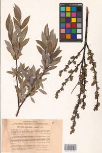 Salix daphnoides × repens, Восточная Европа, Латвия (E2b) (Латвия)