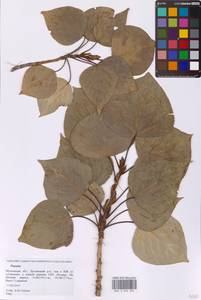 Тополь, Восточная Европа, Московская область и Москва (E4a) (Россия)