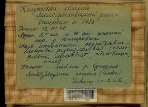 Amblystegium serpens (Hedw.) Schimp., Гербарий мохообразных, Мхи - Центральное Нечерноземье (B6) (Россия)