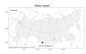 Ribes meyeri, Смородина Мейера Maxim., Атлас флоры России (FLORUS) (Россия)