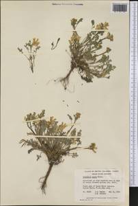 Corydalis aurea Willd., Америка (AMER) (Канада)