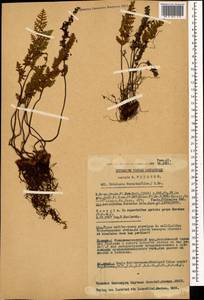 Paragymnopteris marantae subsp. marantae, Кавказ, Грузия (K4) (Грузия)