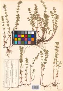 MHA 0 156 554, Пахучка полевая, Щебрушка полевая (L.) Kuntze, Восточная Европа, Центральный район (E4) (Россия)