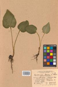 Связноплодник почколистный Schott ex Tzvelev, Сибирь, Дальний Восток (S6) (Россия)