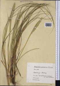 Calamagrostis arenaria (L.) Roth, Западная Европа (EUR) (Германия)