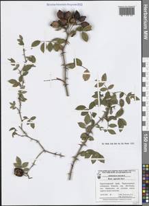 Шиповник полевой Savi, Кавказ, Краснодарский край и Адыгея (K1a) (Россия)