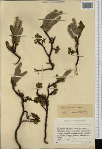 Ива красивая Cham., Сибирь, Якутия (S5) (Россия)