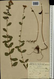 Зверобой пятнистый Crantz, Восточная Европа, Московская область и Москва (E4a) (Россия)