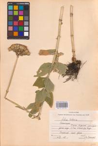 Смолевка халцедоновая, Зорька (L.) E.H.L.Krause, Восточная Европа, Восточный район (E10) (Россия)