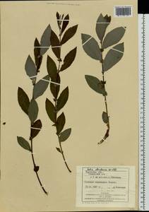 Ива Штарке, Ива приземистая Willd., Восточная Европа, Западно-Украинский район (E13) (Украина)