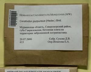Ceratodon purpureus (Hedw.) Brid., Гербарий мохообразных, Мхи - Карелия, Ленинградская и Мурманская области (B4) (Россия)