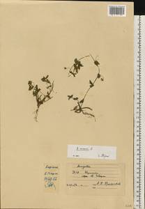 Lysimachia arvensis subsp. arvensis, Восточная Европа, Западно-Украинский район (E13) (Украина)