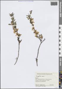 Миндаль низкий Batsch, Крым (KRYM) (Россия)