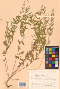 Истод сибирский L., Сибирь, Дальний Восток (S6) (Россия)