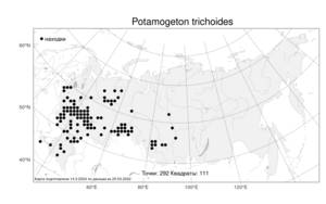 Potamogeton trichoides, Рдест волосовидный Cham. & Schltdl., Атлас флоры России (FLORUS) (Россия)