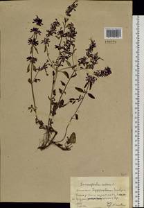 Змееголовник поникший L., Сибирь, Алтай и Саяны (S2) (Россия)