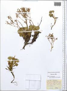 Micranthes punctata (L.) Losinsk., Сибирь, Чукотка и Камчатка (S7) (Россия)