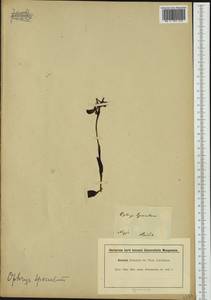 Ophrys speculum Link, nom. cons., Западная Европа (EUR) (Франция)