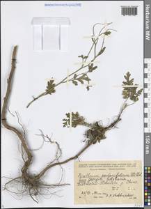 Tanacetum partheniifolium (Willd.) Sch. Bip., Кавказ, Грузия (K4) (Грузия)
