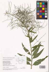 Гулявник прямой L., Восточная Европа, Центральный район (E4) (Россия)