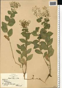 Клоповник крупковидный L., Восточная Европа, Московская область и Москва (E4a) (Россия)