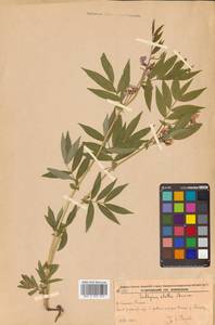 Чина Комарова Ohwi, Сибирь, Дальний Восток (S6) (Россия)