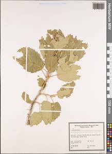 Дуб, Зарубежная Азия (ASIA) (Иран)