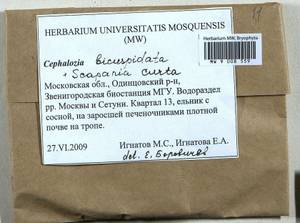 Cephalozia bicuspidata (L.) Dumort., Гербарий мохообразных, Мхи - Москва и Московская область (B6a) (Россия)