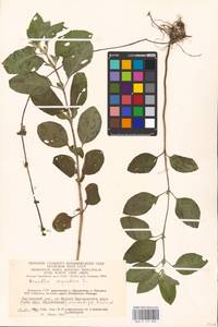 MHA 0 157 895, Мята водяная L., Восточная Европа, Литва (E2a) (Литва)