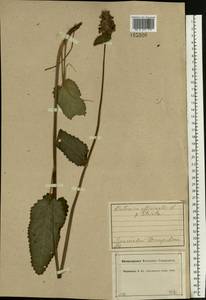 Betonica officinalis subsp. officinalis, Восточная Европа, Центральный лесной район (E5) (Россия)