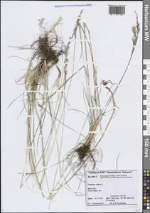 Овсяница красная L., Сибирь, Центральная Сибирь (S3) (Россия)