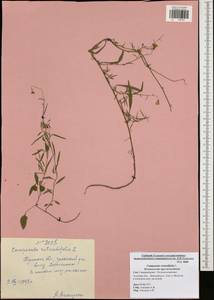 Колокольчик круглолистный L., Восточная Европа, Центральный район (E4) (Россия)