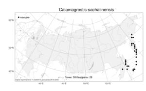 Calamagrostis sachalinensis, Вейник сахалинский F.Schmidt, Атлас флоры России (FLORUS) (Россия)