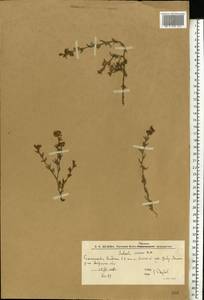 Климакоптера толстянковая M. Bieb., Восточная Европа, Нижневолжский район (E9) (Россия)