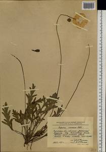 Oreomecon croceum (Ledeb.) Banfi, Bartolucci, J.-M.Tison & Galasso, Сибирь, Прибайкалье и Забайкалье (S4) (Россия)