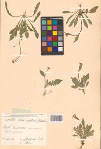 Пастушья сумка обыкновенная (L.) Medik., Восточная Европа, Северо-Украинский район (E11) (Украина)
