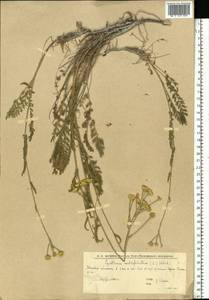 Пижма тысячелистная (L.) Tzvelev, Восточная Европа, Нижневолжский район (E9) (Россия)