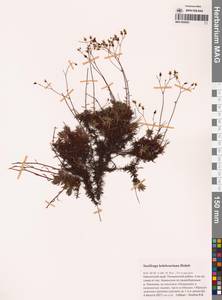 Камнеломка омолонская A.P.Khokhr., Сибирь, Чукотка и Камчатка (S7) (Россия)