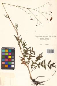 Черноголовник тонколистный (Fisch. ex Link) Franch. & Sav., Сибирь, Дальний Восток (S6) (Россия)