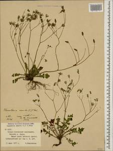Crepis sancta subsp. sancta, Кавказ, Северная Осетия, Ингушетия и Чечня (K1c) (Россия)