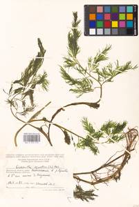 Омежник водный, Омежник водяной (L.) Poir., Восточная Европа, Московская область и Москва (E4a) (Россия)