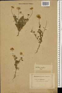 Пупавка белоснежнейшая Willd. ex Spreng., Кавказ (без точных местонахождений) (K0)