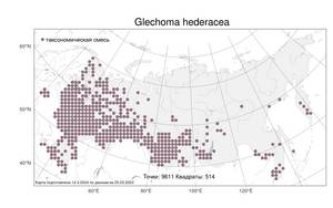Glechoma hederacea, Будра плющевидная L., Атлас флоры России (FLORUS) (Россия)