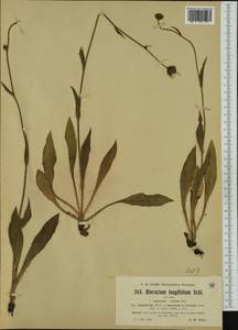 Hieracium longifolium Schleich. ex Froel., Западная Европа (EUR) (Швейцария)