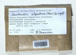 Marchantia polymorpha subsp. montivagans Bischl. & Boissel.-Dub., Гербарий мохообразных, Мхи - Северный Кавказ и Предкавказье (B12) (Россия)