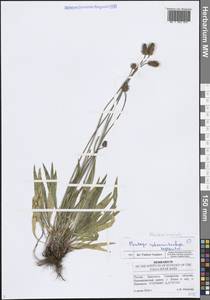 Подорожник ланцетный, Подорожник ланцетолистный L., Восточная Европа, Средневолжский район (E8) (Россия)