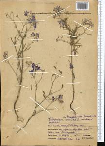 Delphinium consolida subsp. consolida, Средняя Азия и Казахстан, Северный и Центральный Казахстан (M10) (Казахстан)